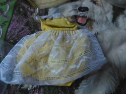SKIPPER ORANGE BLOSSOM DRESS C
